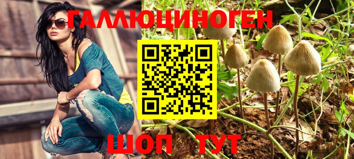 Галлюциногенные грибы Psilocybe Амурск